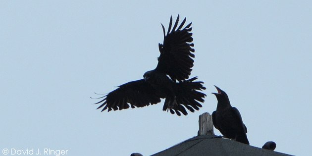 Common Ravens (Corvus corax) by David J. Ringer