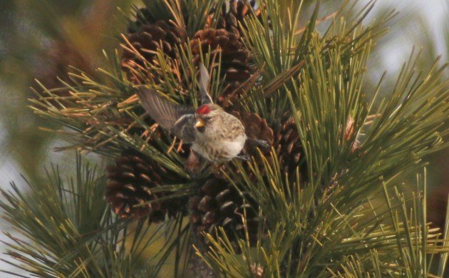 Common Redpoll