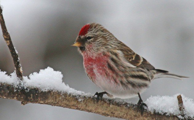 Common Redpoll at Forest Park