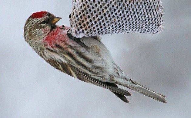 Common Redpoll on nyger sock