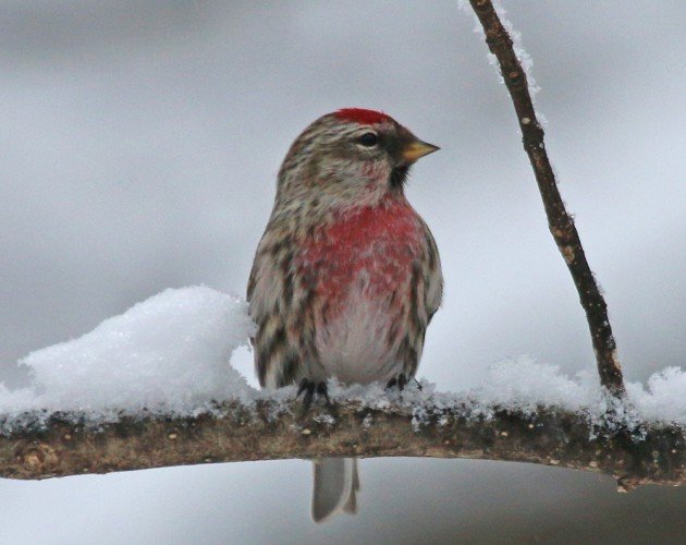 Common Redpoll perched