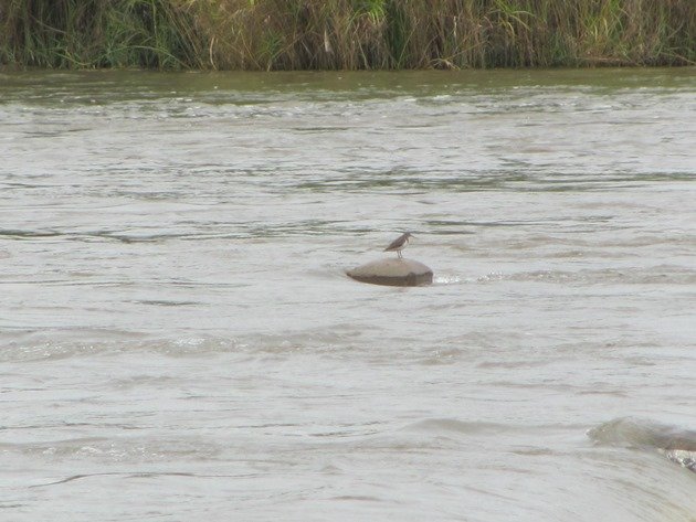 Common Sandpiper (2)