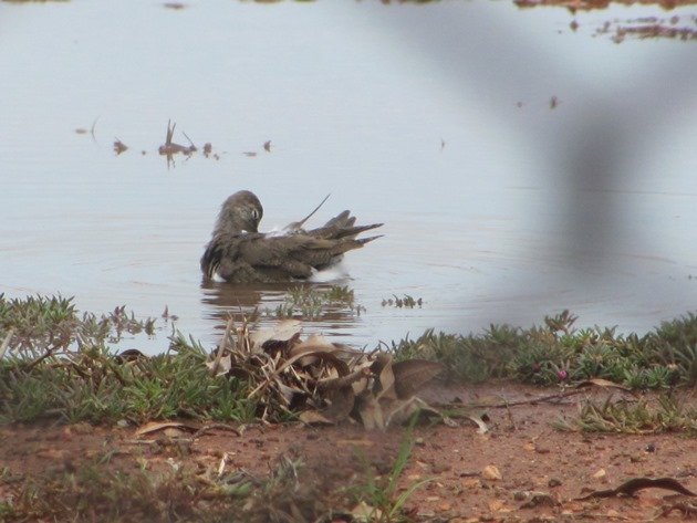 Common Sandpiper (2)