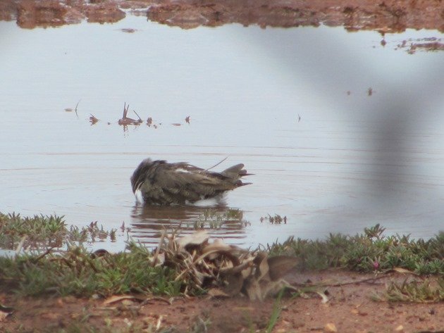 Common Sandpiper (3)