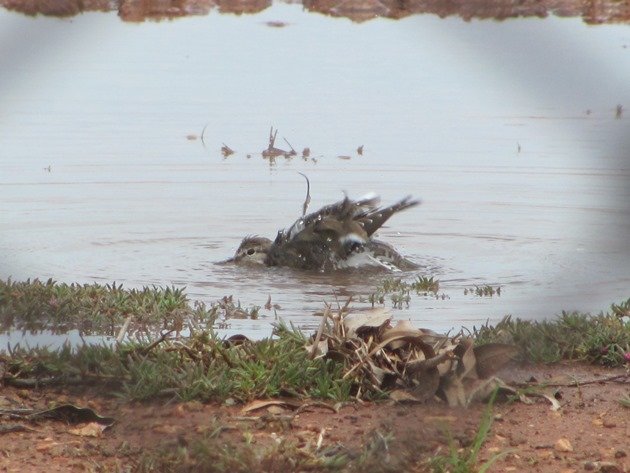 Common Sandpiper (4)