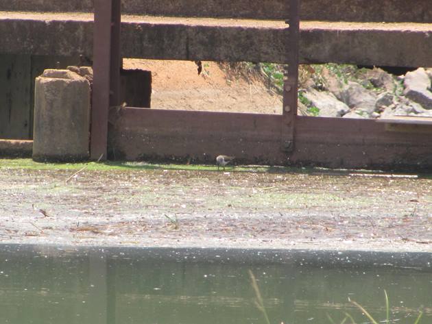 Common Sandpiper