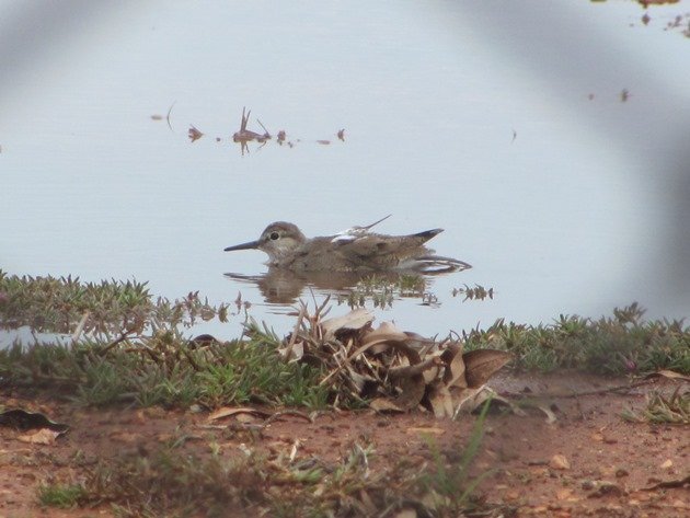 Common Sandpiper