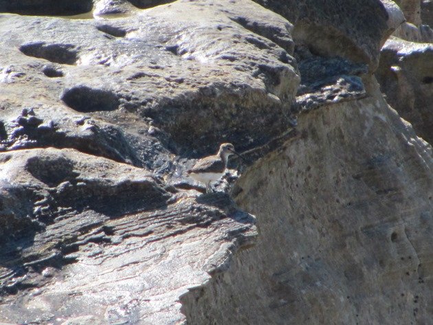 Common Sandpiper