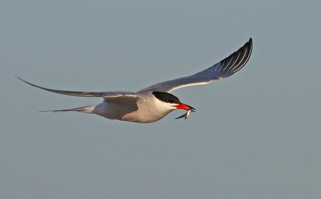 Common Tern carrying a fish
