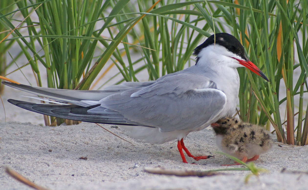 Common Tern chick and adult snuggling