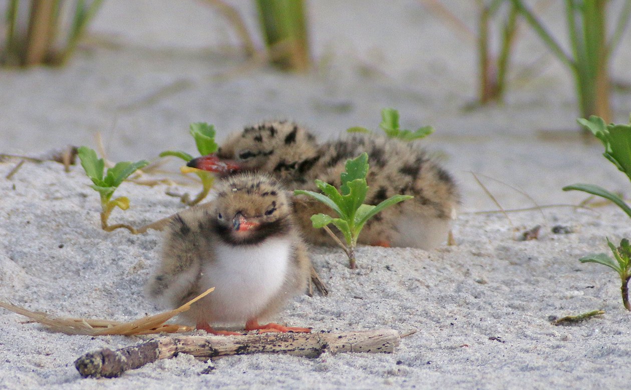 Common Tern chick bummed out