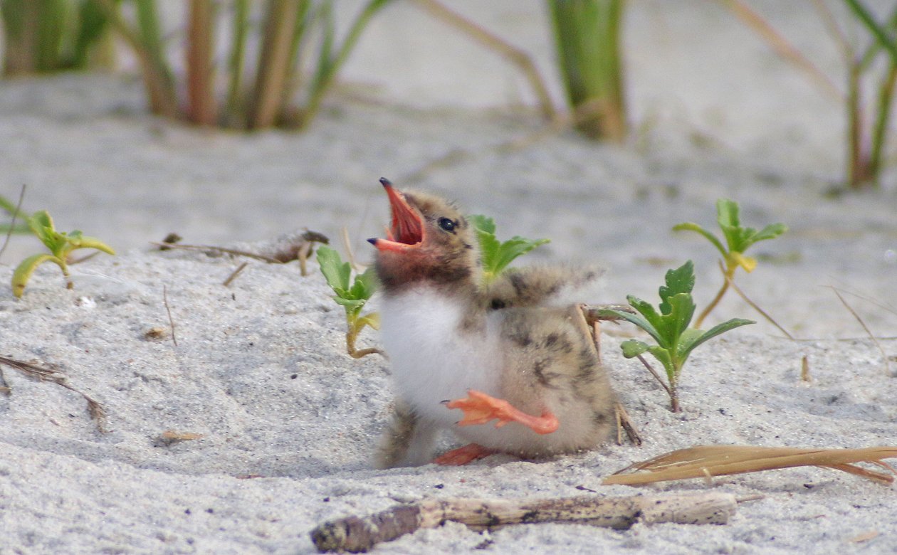 Common Tern chick fallen down