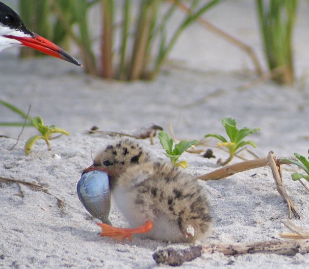 Common Tern chick with fish