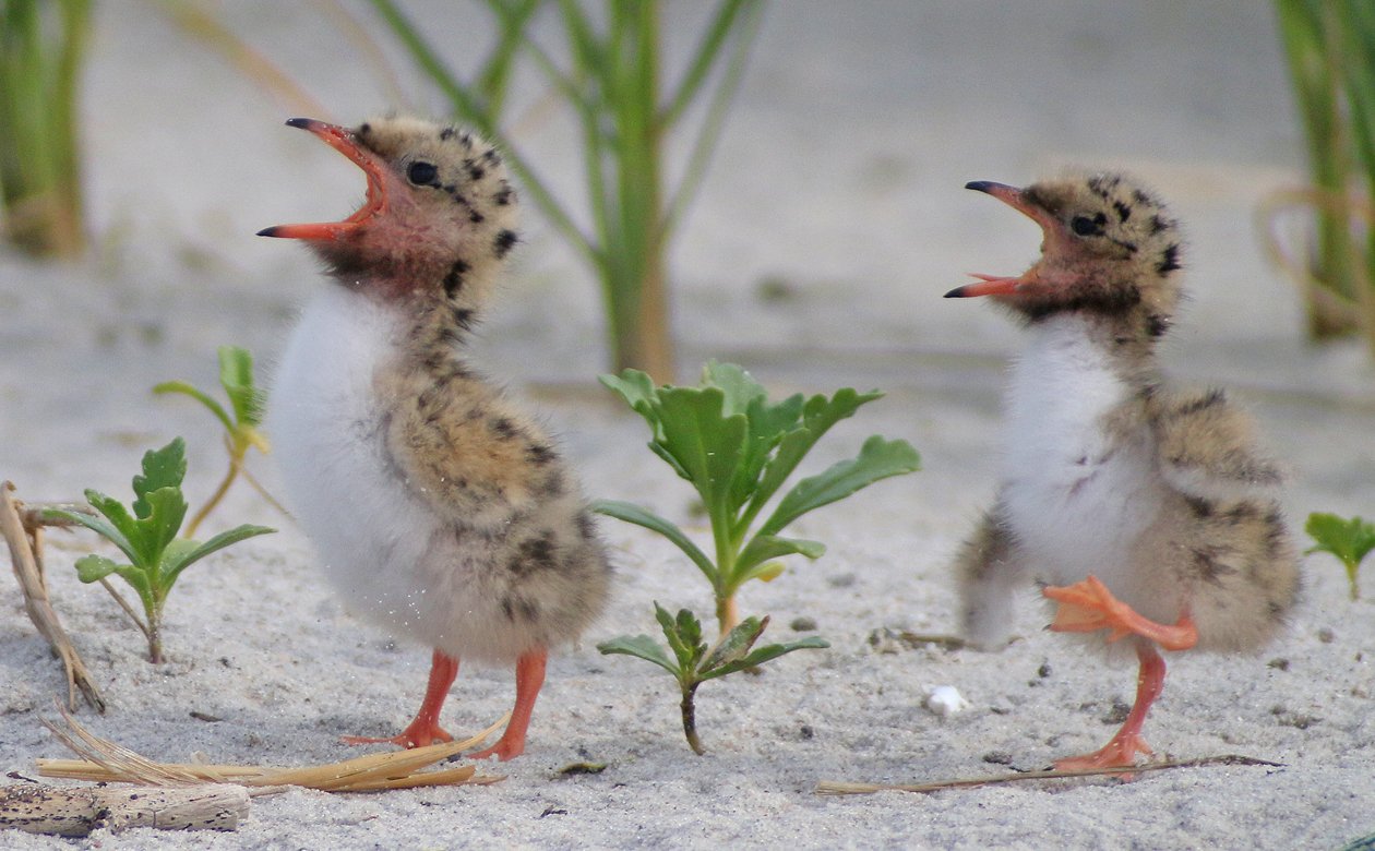Common Tern chicks yelling for food
