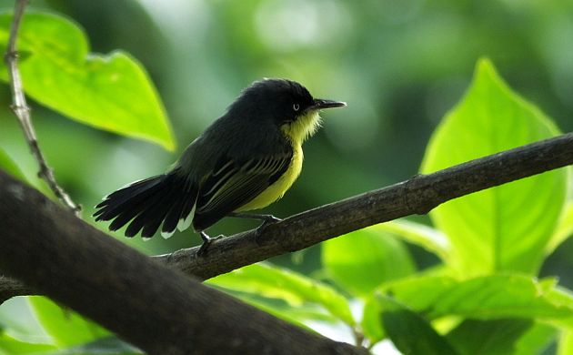 Common Tody Flycatcher fantail