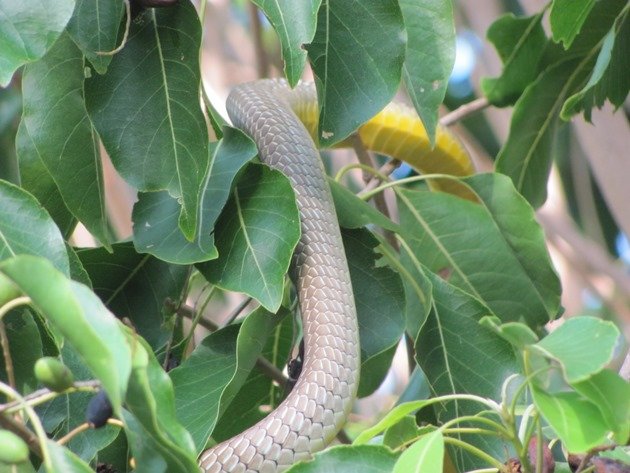 Common Tree Snake (2)