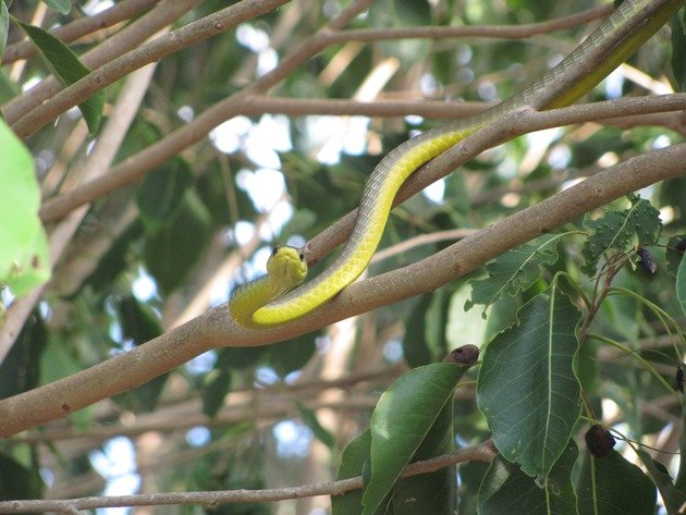 Common Tree Snake (4)
