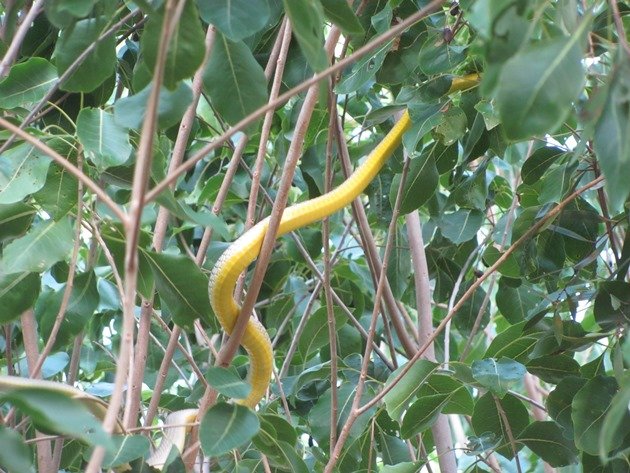 Common Tree Snake (7)