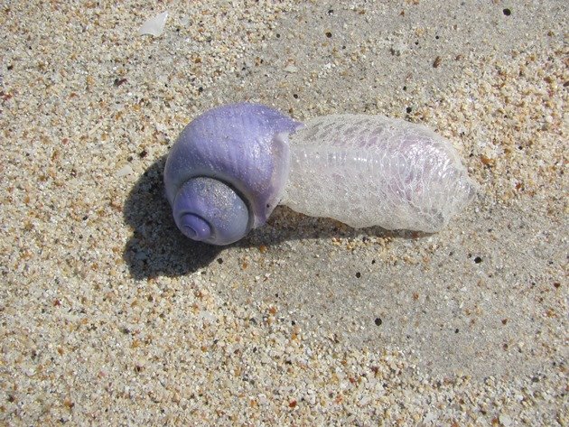 Common Violet Snail
