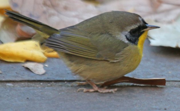 Common Yellowthroat