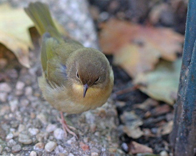 Common Yellowthroat at Bryant Park