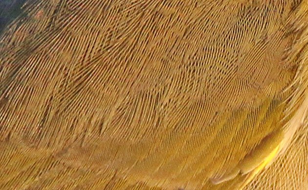 Common Yellowthroat detail