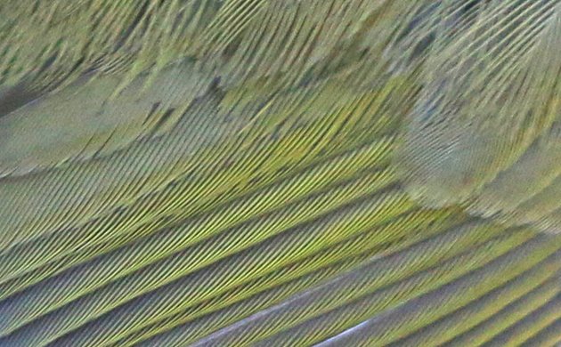 Common Yellowthroat feather detail