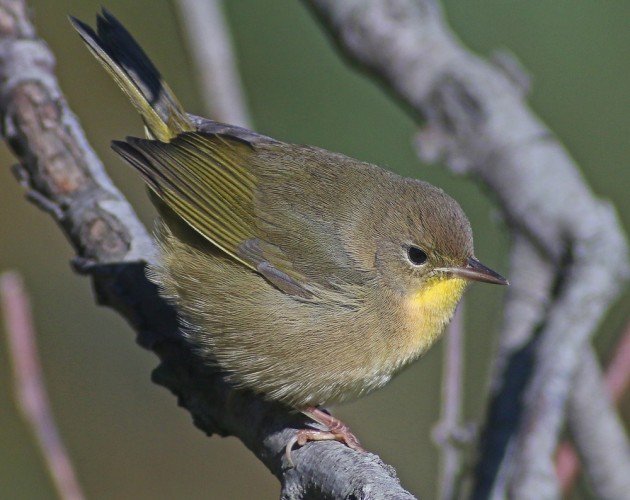 Common Yellowthroat in fall