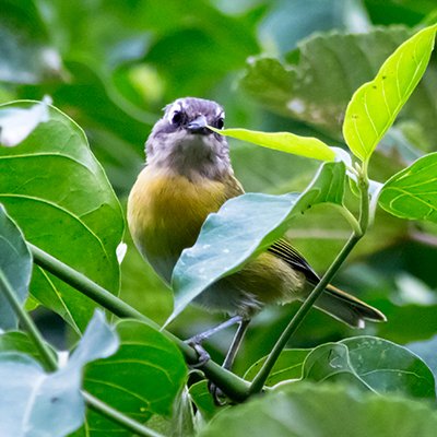 Common-bush Tanager