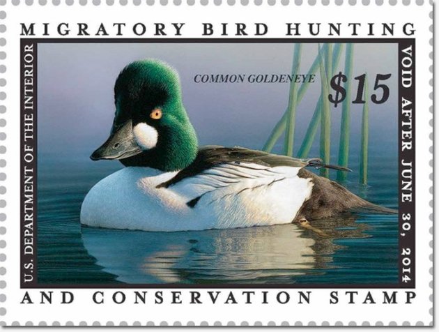 Common Goldeneye Duck Stamp