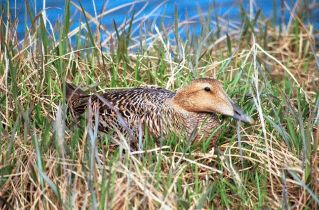 Common Eider female on nest