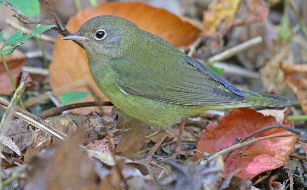 Connecticut Warbler at Strack Pond