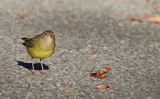 Connecticut Warbler at Strack Pond on path