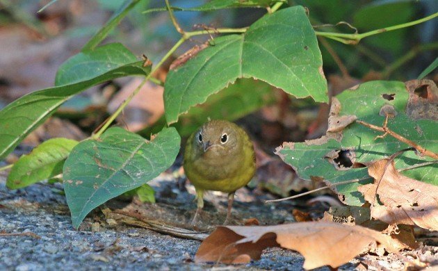 Connecticut Warbler at Strack pond between leaves