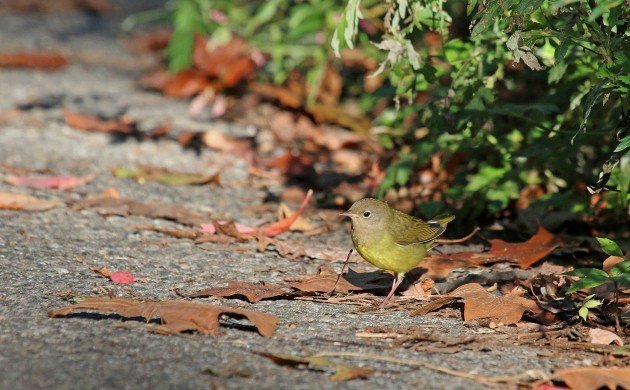 Connecticut Warbler walking out