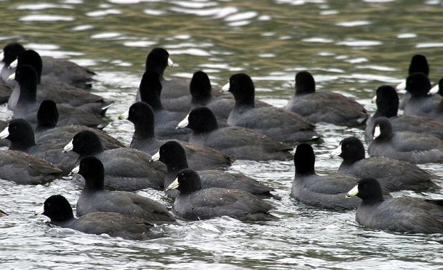 Coots