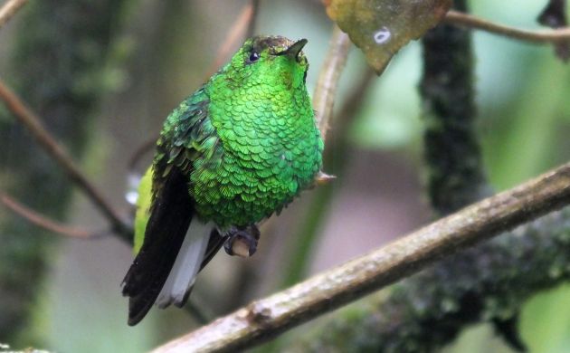 Coppery-headed Emerald