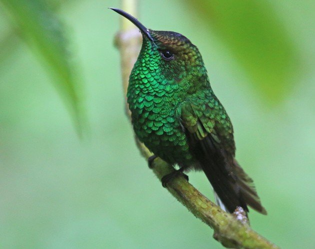 Coppery-headed Emerald