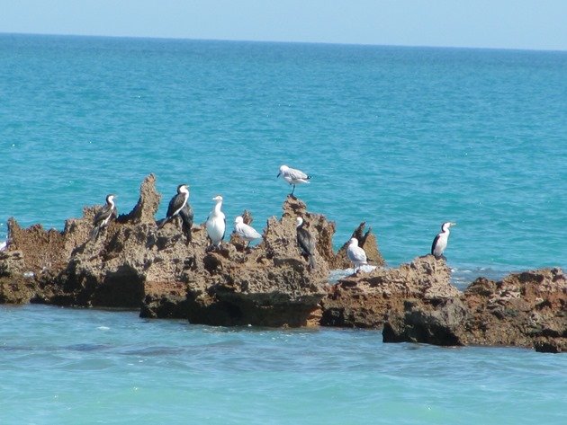 Cormorant roost