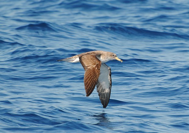 Cory's Shearwater