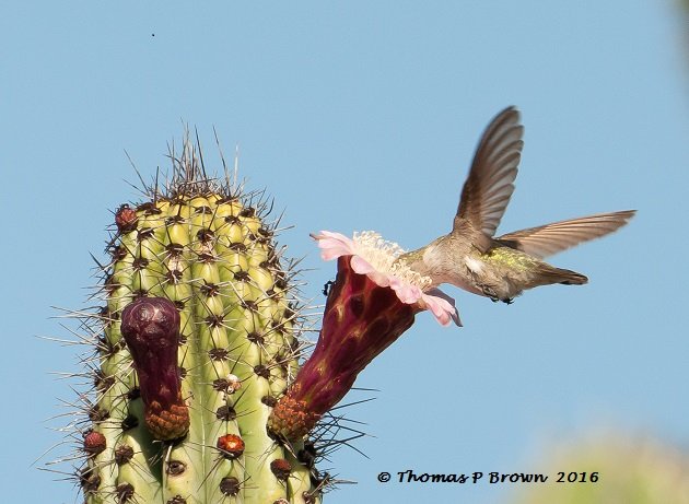 Female Costa's Hummingbird in a Cardon Cactus bloom