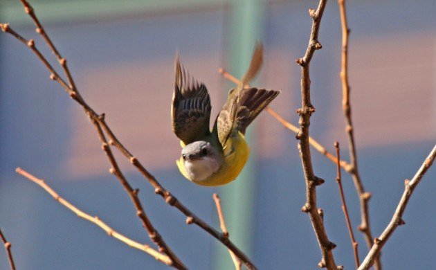 Couch's Kingbird in Manhattan