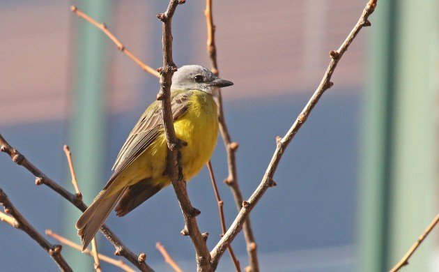 Couch's Kingbird in New York State