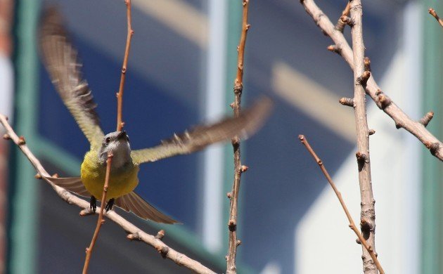 Couch's Kingbird