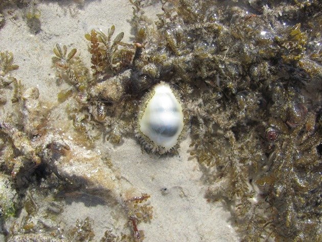 Cowrie