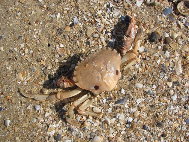 Crab-Melbourne
