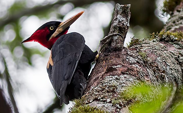 Cream-backed Woodpecker