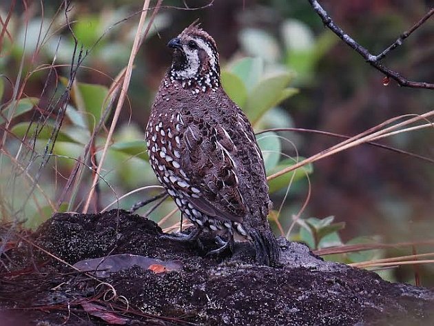 Crested Bobwhite