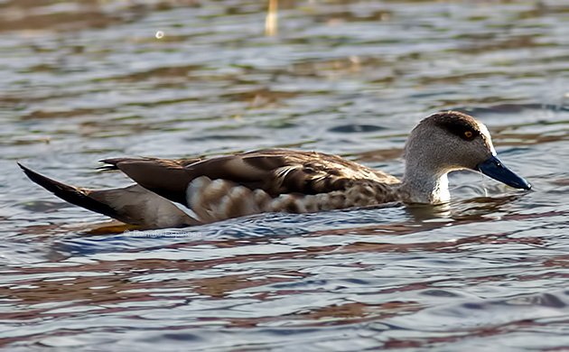 Crested Duck