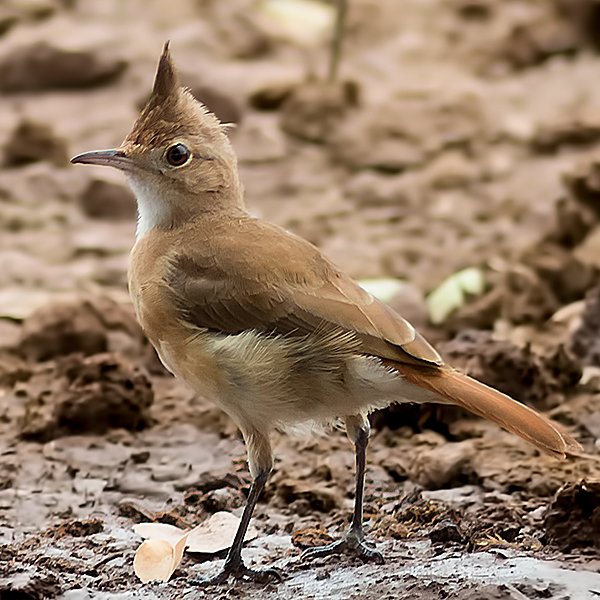 Crested Hornero